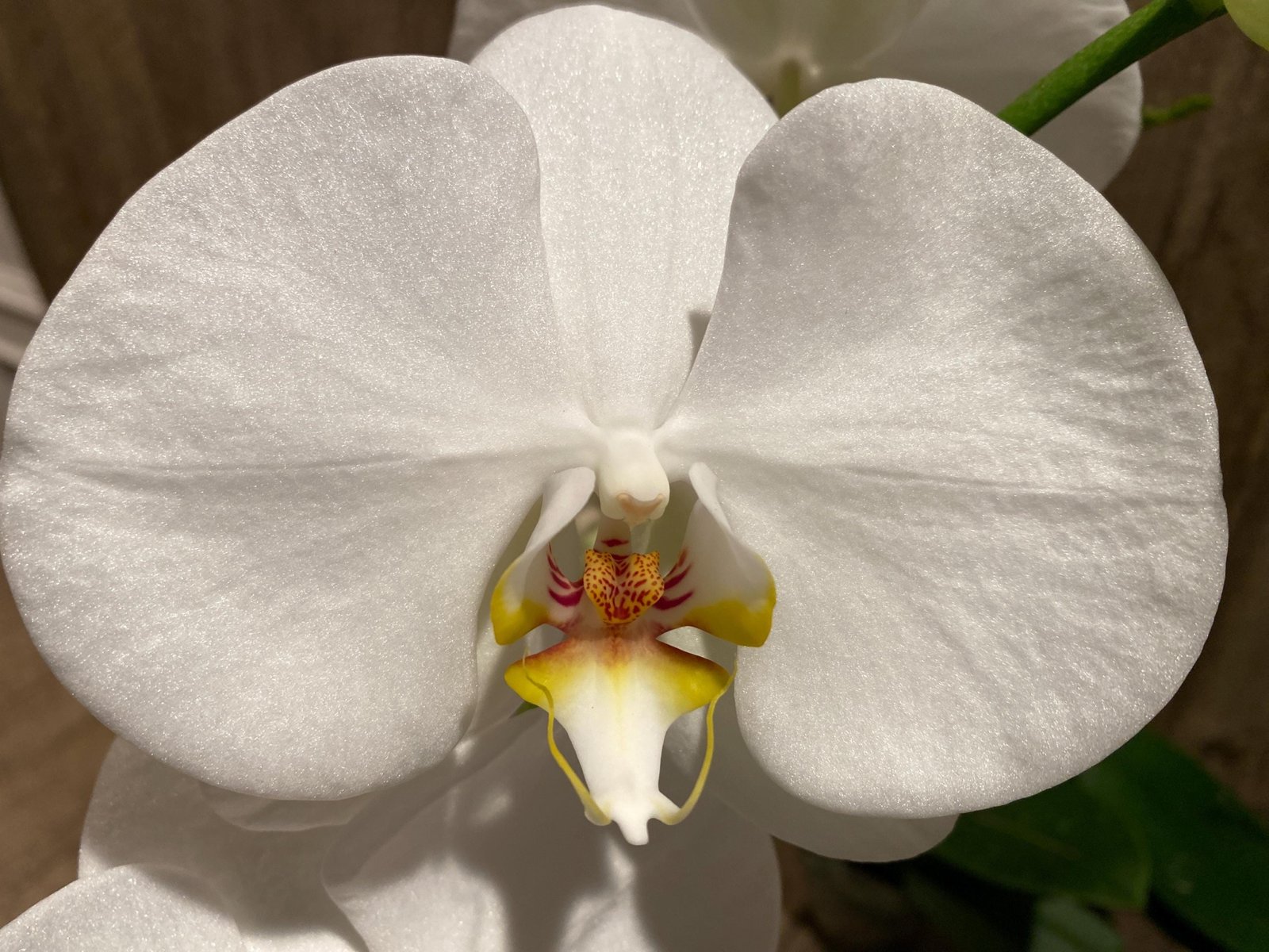 il_fullxfull.7988414122_topj.jpg Phalaenopsis Sogo Yukidian "V3" Large Flower Cascade Huge Plant (6" pot) - Image 1