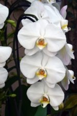 Phalaenopsis Sogo Yukidian "V3" Large Flower Cascade Huge Plant (6" pot) - Image 7