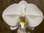 Phalaenopsis Sogo Yukidian "V3" Large Flower Cascade Huge Plant (6" pot) - Image 6