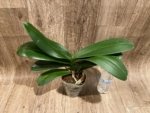 Phalaenopsis Sogo Yukidian "V3" Large Flower Cascade Huge Plant (6" pot) - Image 10