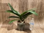 Phalaenopsis Sogo Yukidian "V3" Large Flower Cascade Huge Plant (6" pot) - Image 8