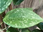 Fragrant Hoya wibergiae (4.5” pot) - Image 3
