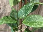 Fragrant Hoya wibergiae (4.5” pot) - Image 2