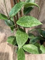 Fragrant Hoya wibergiae (4.5” pot) - Image 5