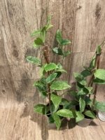 Fragrant Hoya wibergiae (4.5” pot) - Image 8