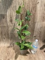 Fragrant Hoya wibergiae (4.5” pot) - Image 10