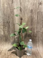 Fragrant Hoya wibergiae (4.5” pot) - Image 11
