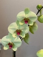 Phalaenopsis Dolce Golden Beauty “LX149” (4.5" pot) - Image 3