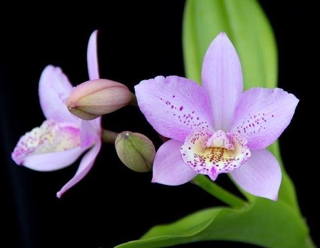 il_fullxfull.8185018912_d0ye.jpg Bcn. Aka's Aloha 'Dream Dust' (3.5 pot) - Image 1