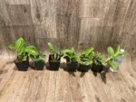 Bcn. Aka's Aloha 'Dream Dust' (3.5 pot) - Image 7