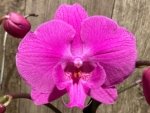 Multi Spikes Phalaenopsis I-Hsin Flaming Annie Big Lip (4.5" pot) - Image 3