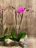 Multi Spikes Phalaenopsis I-Hsin Flaming Annie Big Lip (4.5" pot) - Image 9