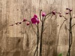Multi Spikes Phalaenopsis I-Hsin Flaming Annie Big Lip (4.5" pot) - Image 5