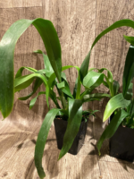 Fragrant Oncidium Heaven Scent ‘Redolence’ (3.5” Pot) - Image 4