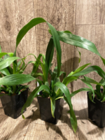 Fragrant Oncidium Heaven Scent ‘Redolence’ (3.5” Pot) - Image 5