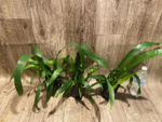 Fragrant Oncidium Heaven Scent ‘Redolence’ (3.5” Pot) - Image 3