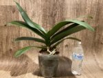 Phalaenopsis Sogo Yukidian "V3" Large Flower Cascade Huge Plant (6" pot) - Image 9