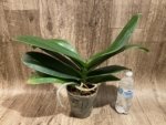 Phalaenopsis Sogo Yukidian "V3" Large Flower Cascade Huge Plant (6" pot) - Image 11