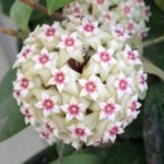 Fragrant Hoya wibergiae (4.5” pot)