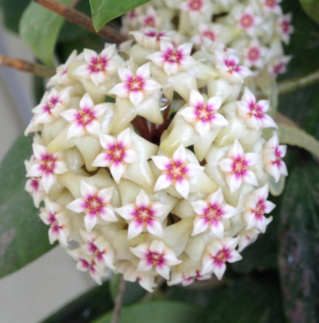 il_fullxfull.8222775449_alg5.jpg Fragrant Hoya wibergiae (4.5” pot) - Image 1