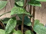 Fragrant Hoya wibergiae (4.5” pot) - Image 4