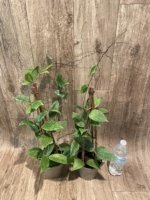 Fragrant Hoya wibergiae (4.5” pot) - Image 7