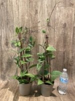 Fragrant Hoya wibergiae (4.5” pot) - Image 6
