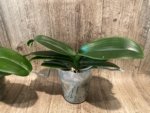 Phalaenopsis Jillion (4" Pot) - Image 5
