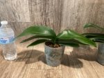 Phalaenopsis Jillion (4" Pot) - Image 6