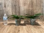 Phalaenopsis Jillion (4" Pot) - Image 8