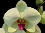 Phalaenopsis Dolce Golden Beauty “LX149” (4.5" pot)