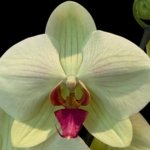 Phalaenopsis Dolce Golden Beauty “LX149” (4.5" pot)