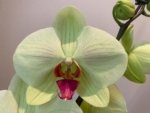 Phalaenopsis Dolce Golden Beauty “LX149” (4.5" pot) - Image 2