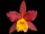 Blc. Lilly Marie Almas ‘MGR’(3.5 pot)
