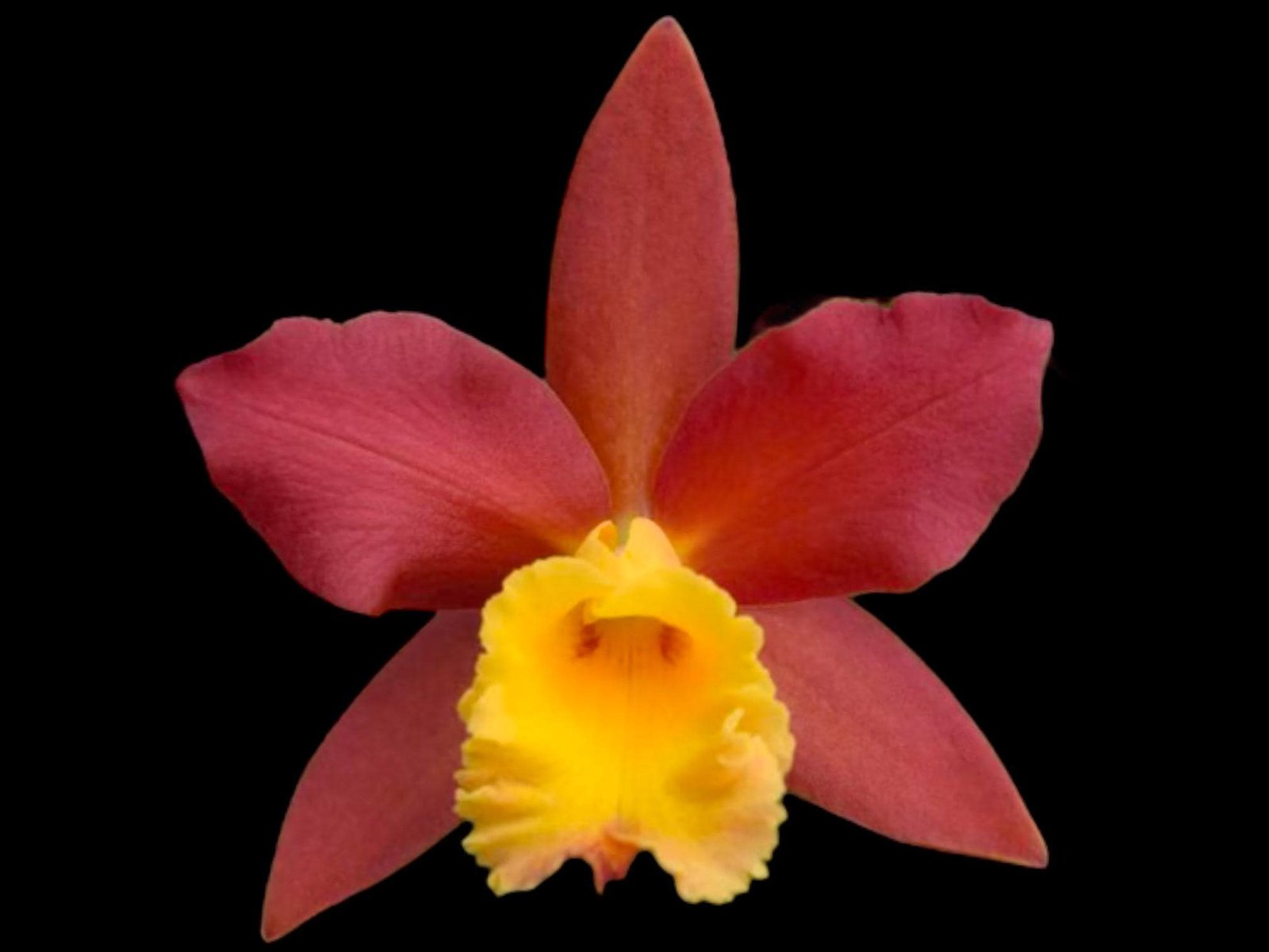 il_fullxfull.8231074329_dlfe.jpg Blc. Lilly Marie Almas ‘MGR’(3.5 pot) - Image 1