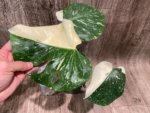 Rare Monstera Half Variegated (4” pot) - Image 3