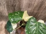 Rare Monstera Half Variegated (4” pot) - Image 9