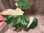 Rare Monstera Half Variegated (4” pot) - Image 2