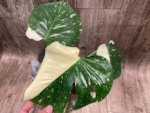 Rare Monstera Half Variegated (4” pot) - Image 11