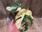 Rare Monstera Half Variegated (4” pot) - Image 2