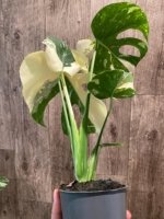 Rare Monstera Half Variegated (4” pot) - Image 8