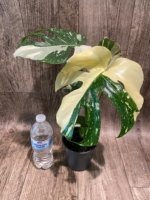 Rare Monstera Half Variegated (4” pot) - Image 4