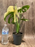 Rare Monstera Half Variegated (4” pot) - Image 6