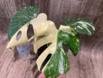 Rare Monstera Half Variegated (4” pot) - Image 6