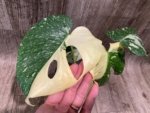 Rare Monstera Half Variegated (4” pot) - Image 3