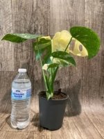 Rare Monstera Half Variegated (4” pot) - Image 10