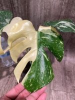 Rare Monstera Half Variegated (4” pot) - Image 4