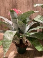 XL Aechmea fasciata Double Plants (6” pot) - Image 6