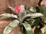 XL Aechmea fasciata Double Plants (6” pot) - Image 7