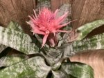 XL Aechmea fasciata Double Plants (6” pot) - Image 3